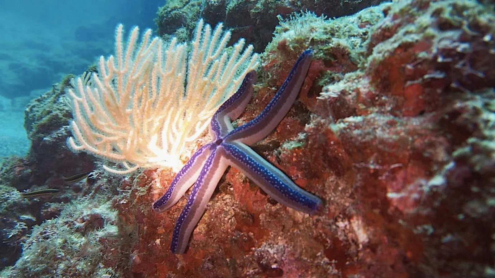 Colorful sea star resting on a rocky reef
