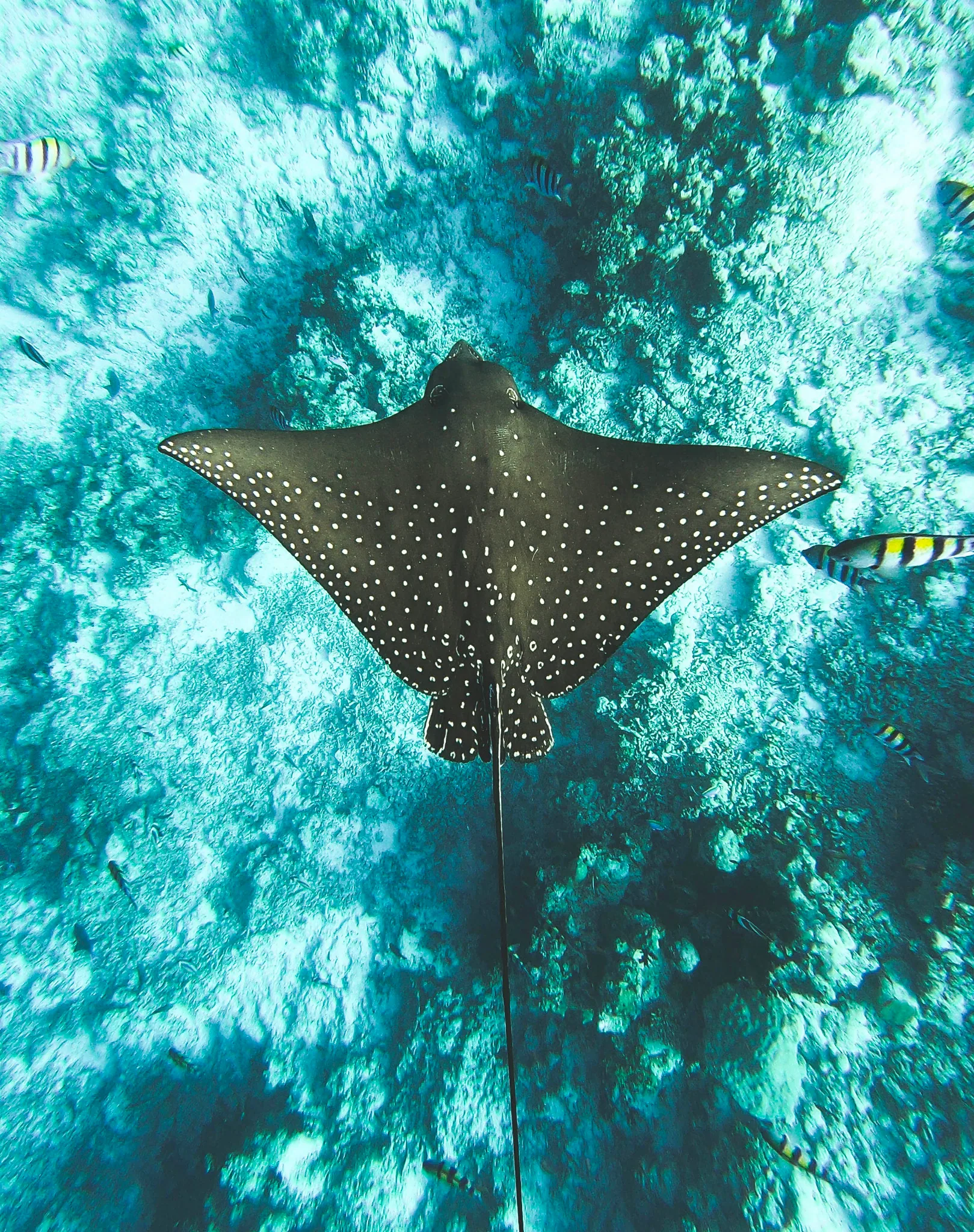 Spotted eagle ray swimming above the reef in clear blue water