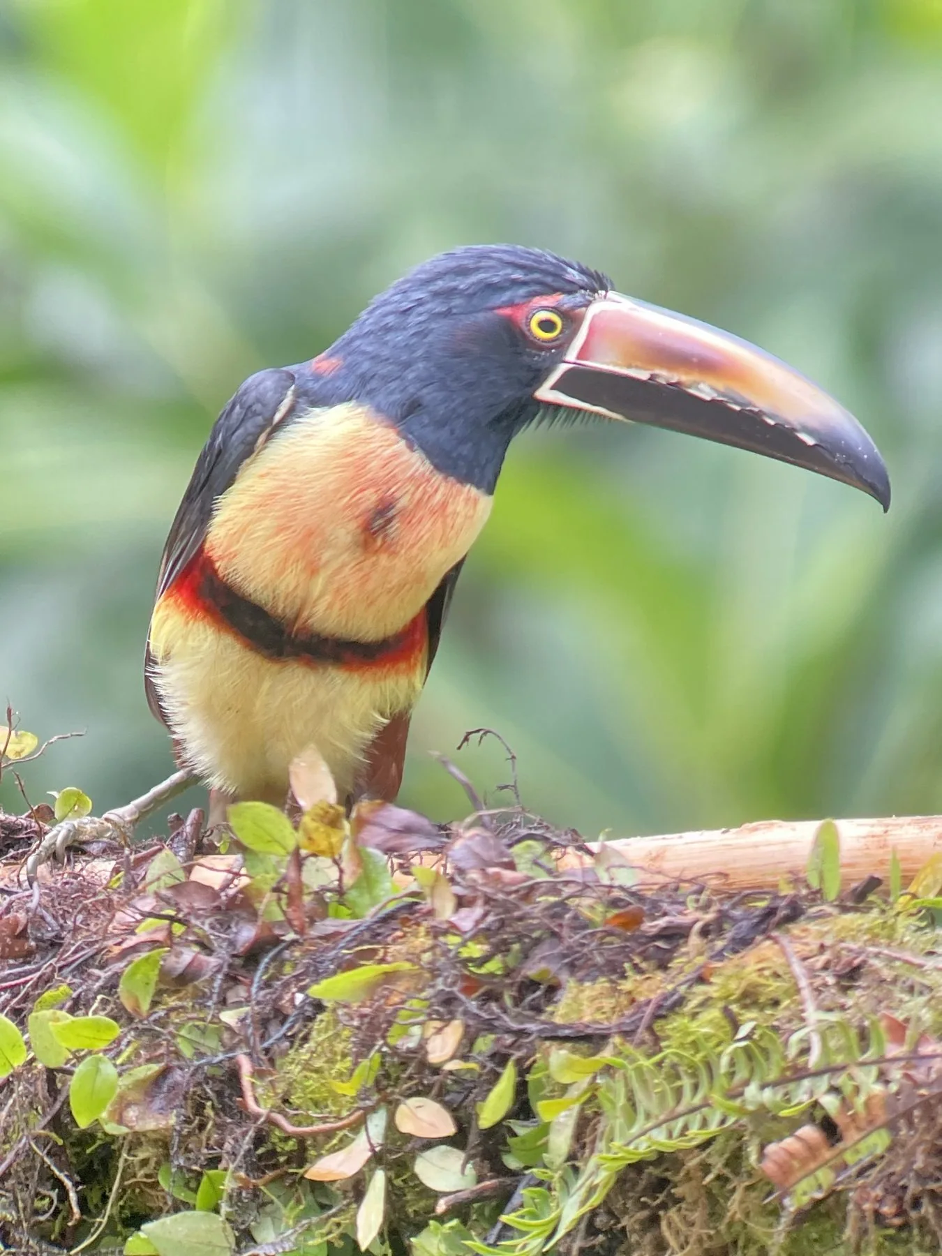 Photograph taken by Patrick while exploring Costa Rica