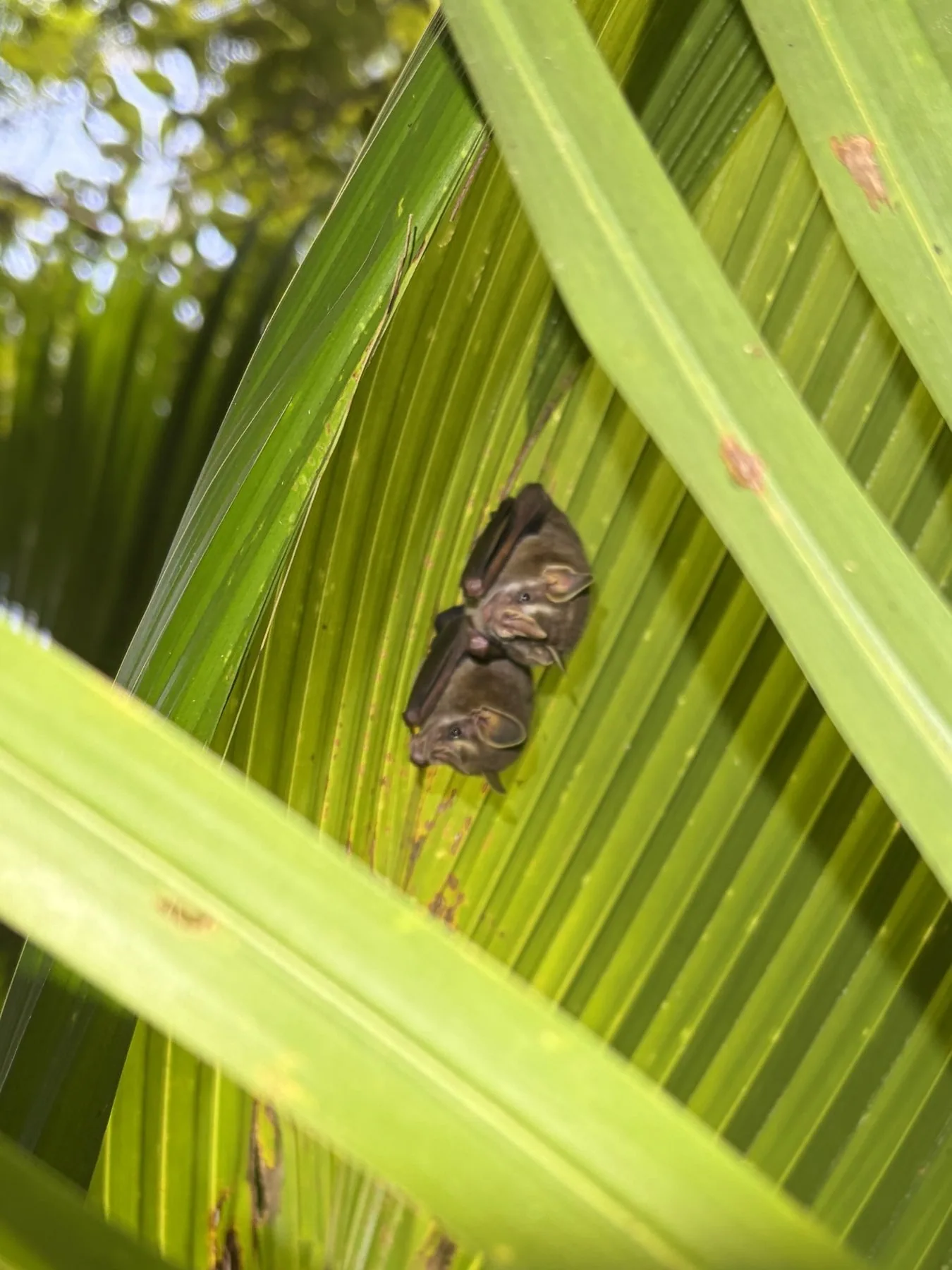 Photograph taken by Patrick while exploring Costa Rica